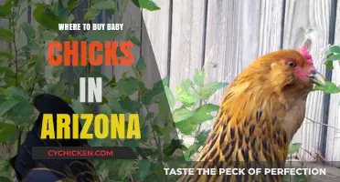 Arizona's Best Hatcheries: Where to Buy Healthy Baby Chicks