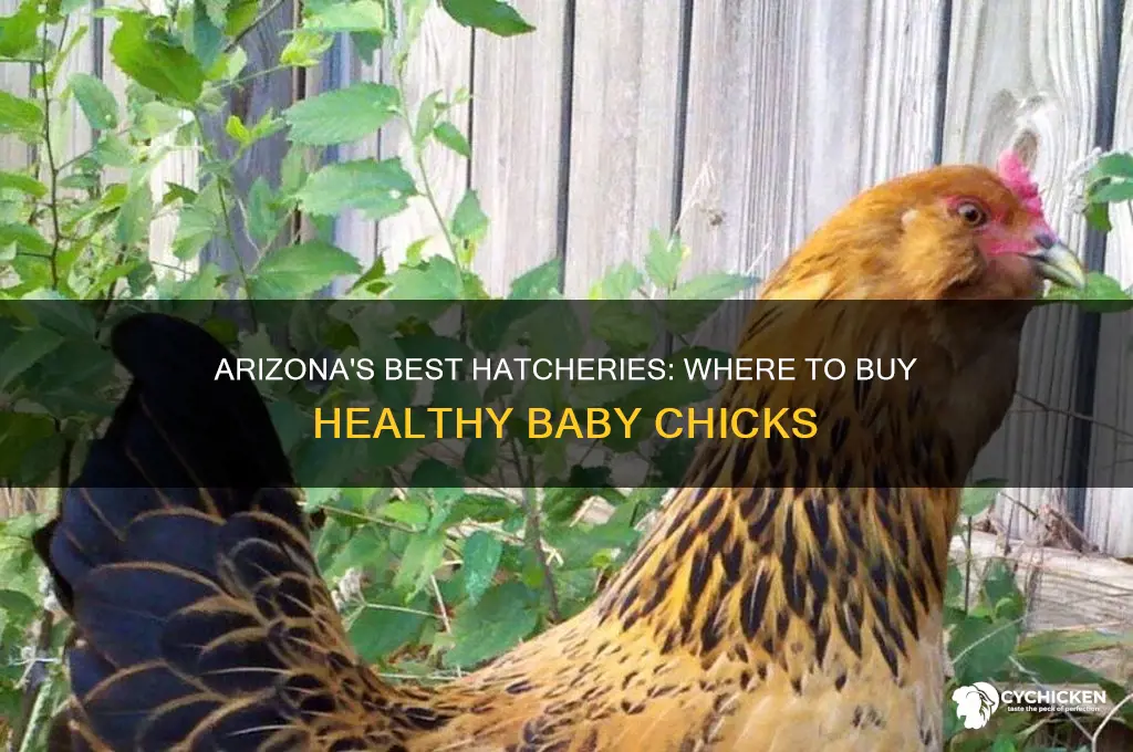 where to buy baby chicks in arizona