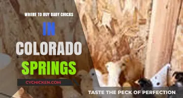 Where to Buy Baby Chicks in Colorado Springs: Top Local Sources