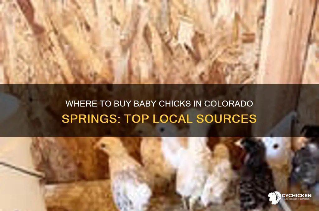 where to buy baby chicks in colorado springs