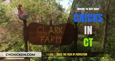 Best Places to Buy Baby Chicks in Connecticut: A Local Guide