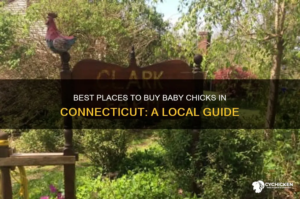 where to buy baby chicks in ct