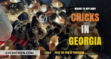 Best Places to Buy Baby Chicks in Georgia: A Guide