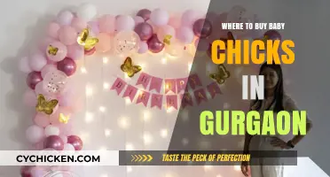 Best Places to Buy Baby Chicks in Gurgaon: A Guide