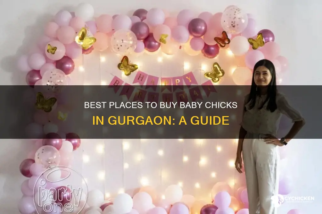 where to buy baby chicks in gurgaon