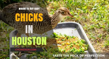 Best Places to Buy Baby Chicks in Houston: A Guide