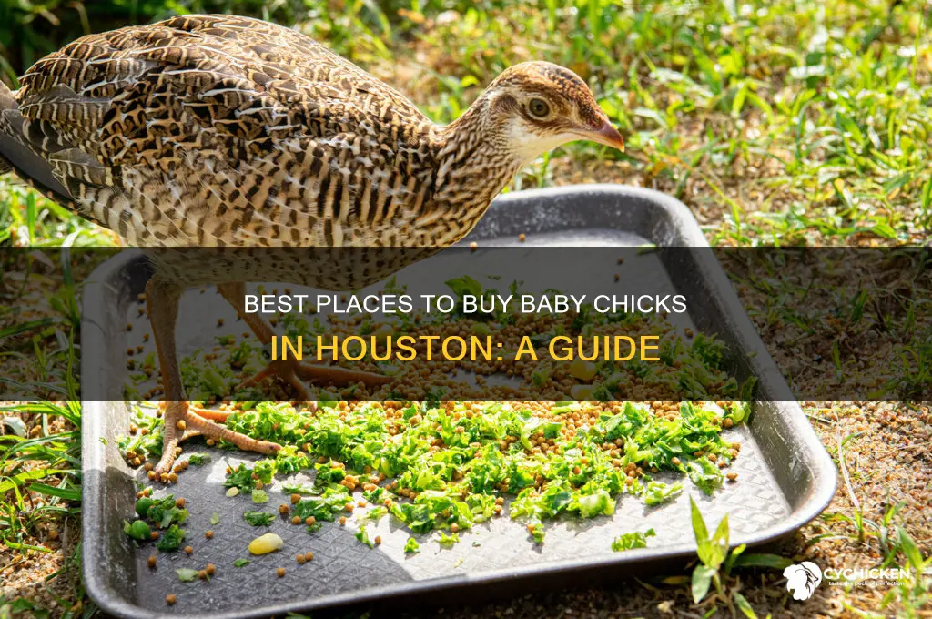 where to buy baby chicks in houston