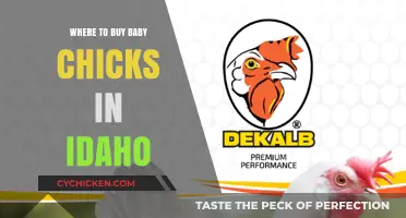 Idaho's Best Hatcheries: Where to Buy Healthy Baby Chicks