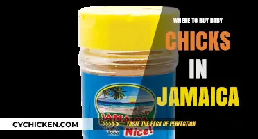 Where to Buy Baby Chicks in Jamaica: Top Local Sources
