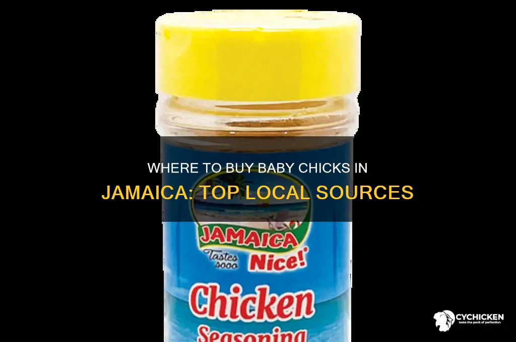 where to buy baby chicks in jamaica