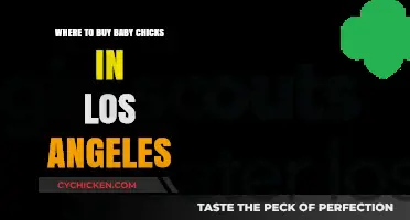 Los Angeles Baby Chicks: Top Local Hatcheries and Stores