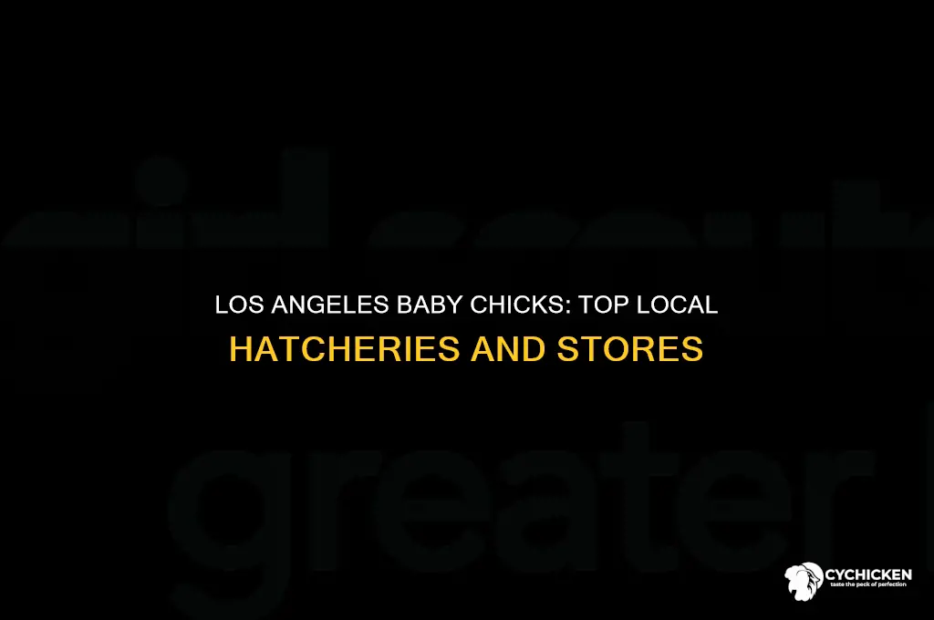 where to buy baby chicks in los angeles