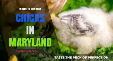Maryland's Best Sources for Buying Healthy Baby Chicks Locally