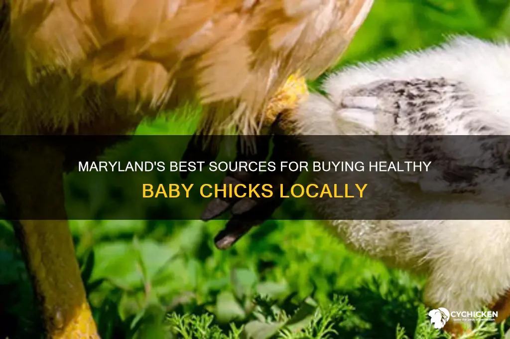 where to buy baby chicks in maryland