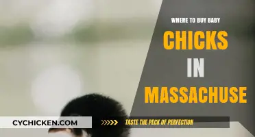 Best Places to Buy Baby Chicks in Massachusetts: A Guide