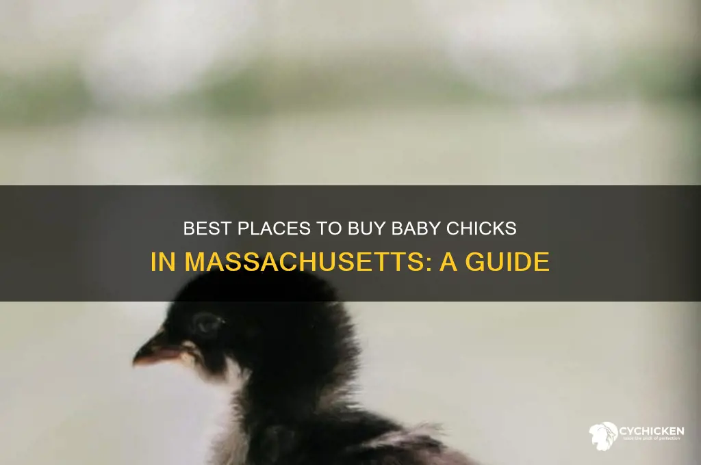where to buy baby chicks in massachusetts