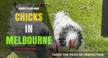 Best Places to Buy Baby Chicks in Melbourne: Your Guide