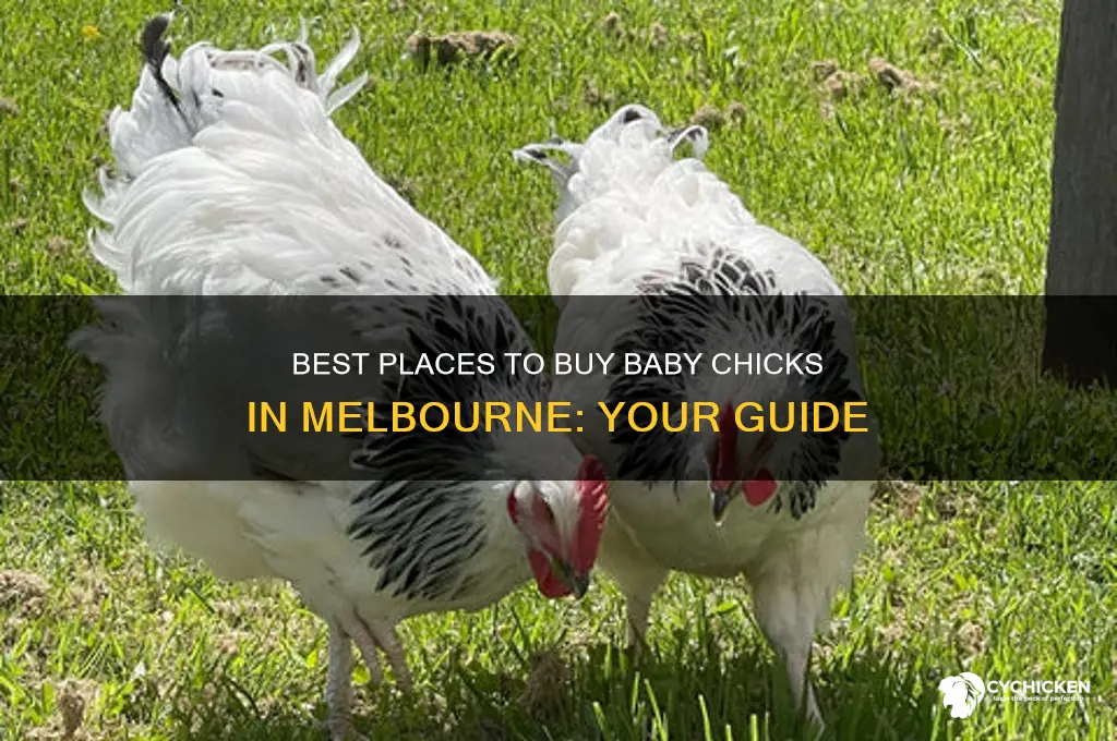 where to buy baby chicks in melbourne