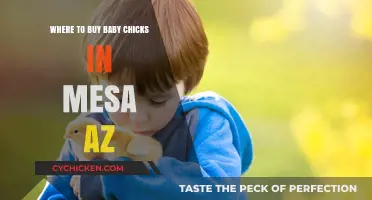 Best Places to Buy Baby Chicks in Mesa, Arizona