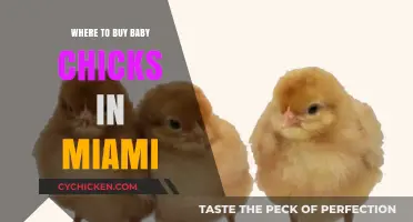 Where to Buy Baby Chicks in Miami: Top Local Sources
