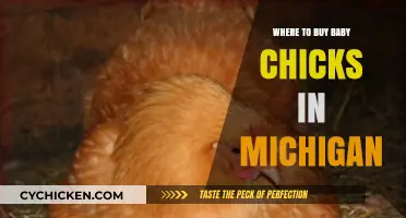 Best Places to Buy Baby Chicks in Michigan: A Guide