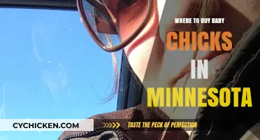 Minnesota's Best Sources for Buying Healthy Baby Chicks Locally