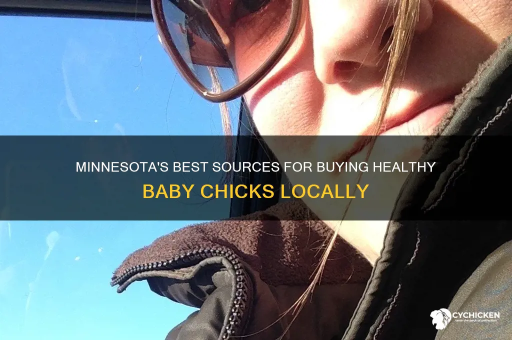 where to buy baby chicks in minnesota
