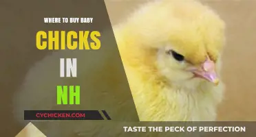 Best Places to Buy Baby Chicks in New Hampshire