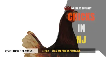 Where to Buy Baby Chicks in NJ: Top Local Sources