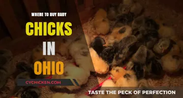 Ohio's Best Sources for Buying Healthy Baby Chicks Locally