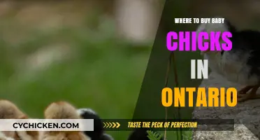 Best Places to Buy Baby Chicks in Ontario: A Guide