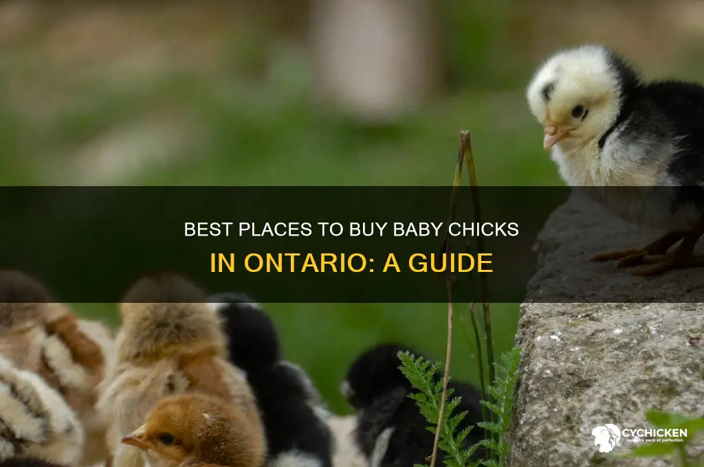 where to buy baby chicks in ontario