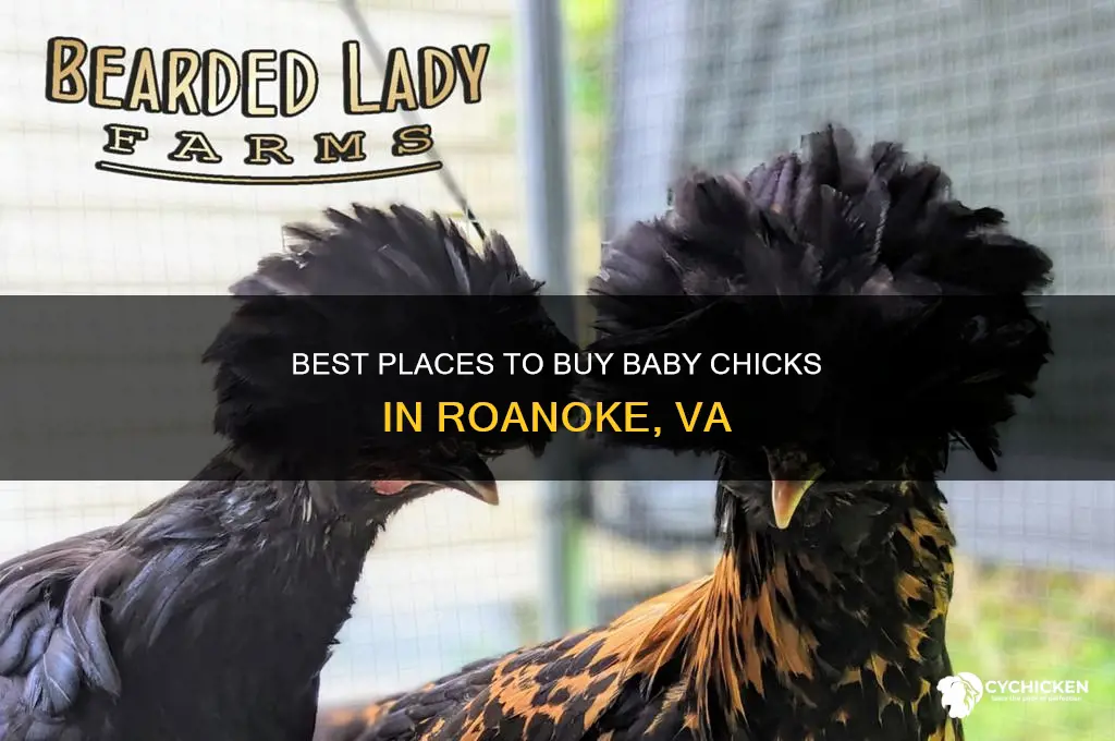 where to buy baby chicks in raonoke va