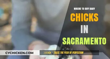 Sacramento's Best Spots to Buy Healthy Baby Chicks Locally
