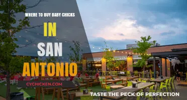 Where to Buy Baby Chicks in San Antonio: Top Local Sources