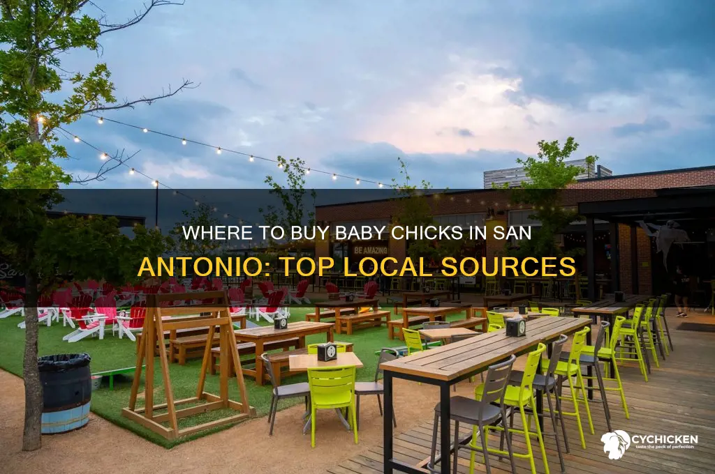 where to buy baby chicks in san antonio