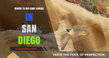 Best Places to Buy Baby Chicks in San Diego: A Guide