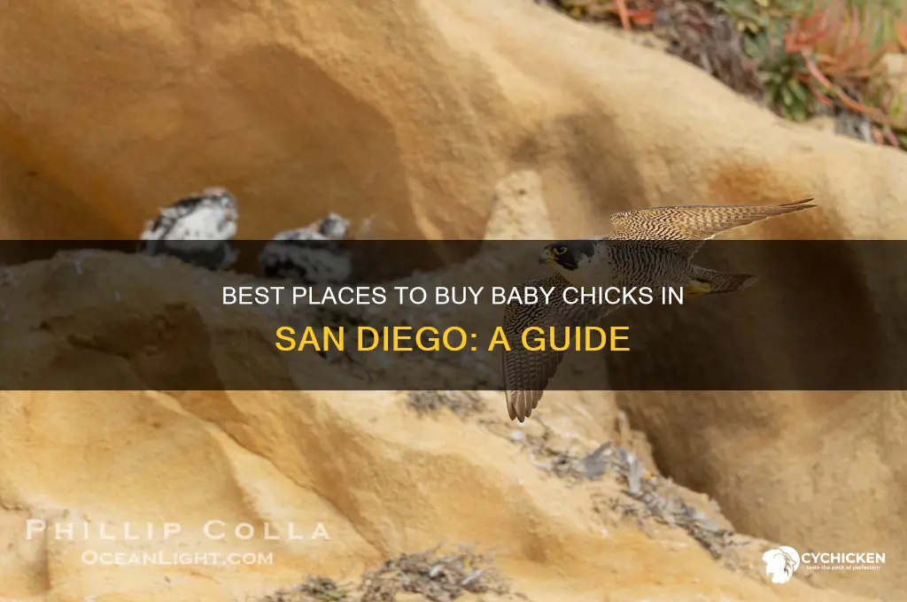 where to buy baby chicks in san diego