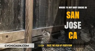 Best Places to Buy Baby Chicks in San Jose, CA