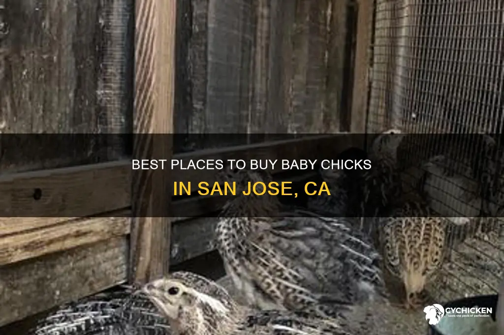 where to buy baby chicks in san jose ca