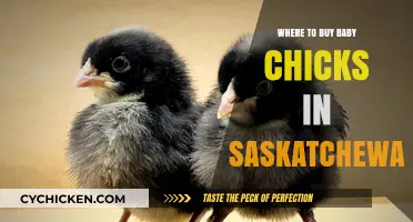 Saskatchewan's Best Sources for Buying Healthy Baby Chicks