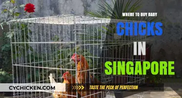Where to Buy Baby Chicks in Singapore: Top Local Sources