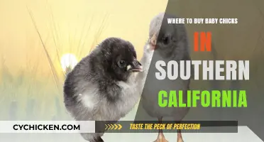 Where to Buy Baby Chicks in Southern California: Top Local Sources