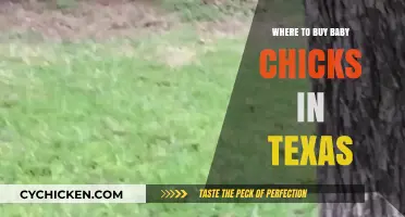 Top Texas Hatcheries: Where to Buy Healthy Baby Chicks Locally