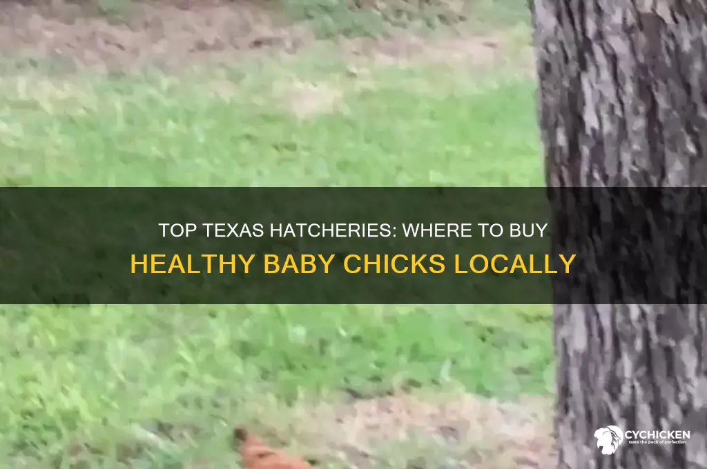 where to buy baby chicks in texas