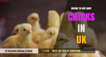 Best UK Hatcheries and Stores to Buy Baby Chicks
