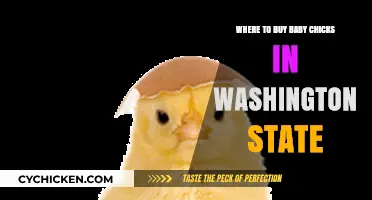 Best Places to Buy Baby Chicks in Washington State