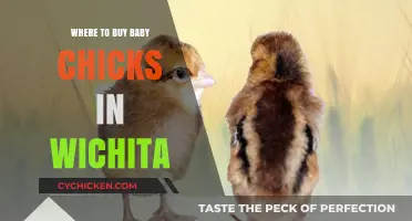 Where to Find Baby Chicks for Sale in Wichita, Kansas