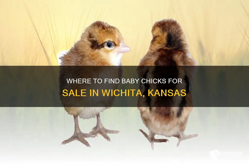 where to buy baby chicks in wichita