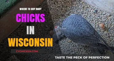 Wisconsin's Best Sources for Buying Healthy Baby Chicks Locally